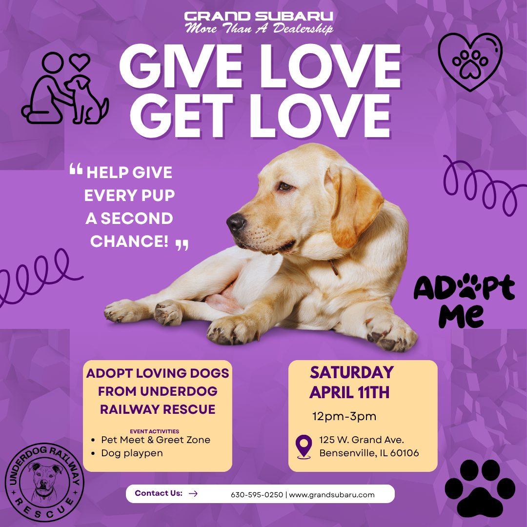 Dog Adoption Event 41126 (1080 x 1080 px)
